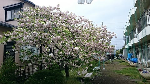 八重桜1