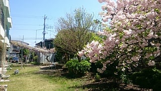 手前の八重桜と、奥の藤棚に植わっているのは花桃です。もうすっかり新緑ですね。